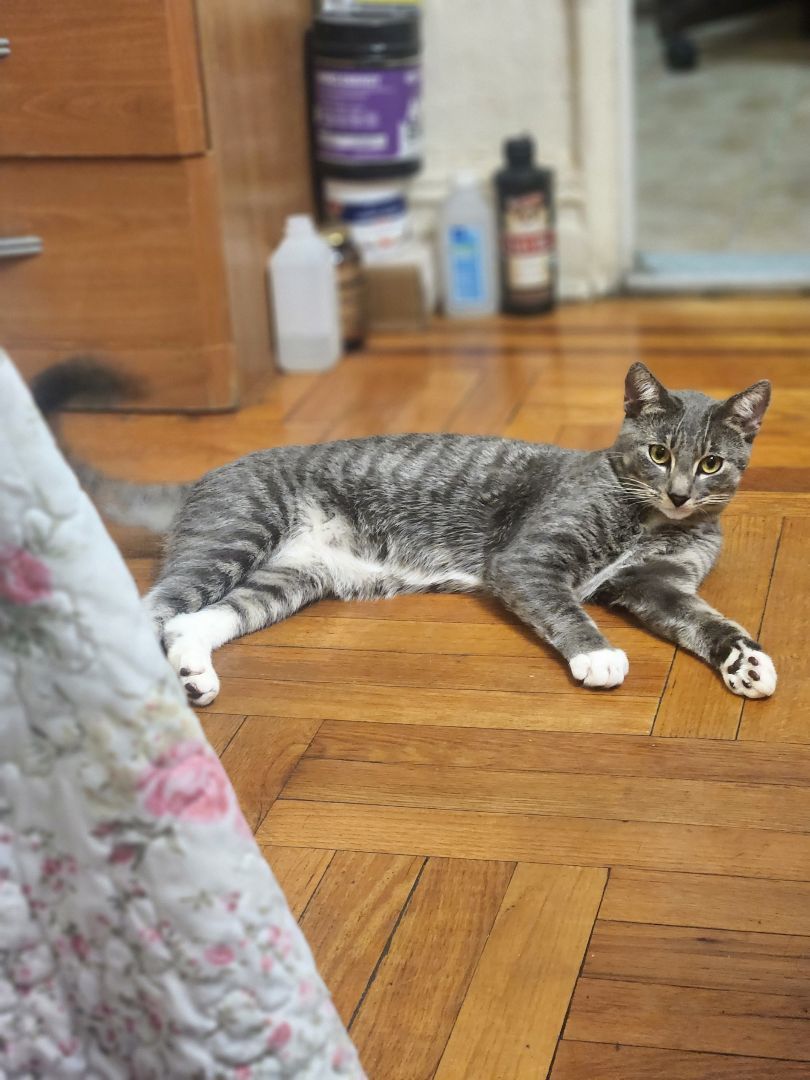 Tyler, a Adopted Tabby in New York, NY image 1/5