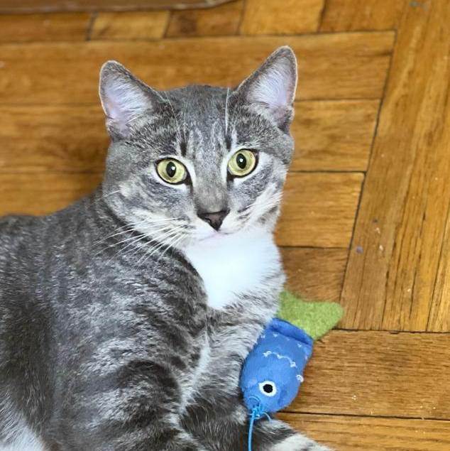 Tyler, a Adopted Tabby in New York, NY image 2/5