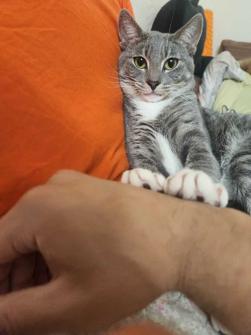 Tyler, a Adopted Tabby in New York, NY image 3/5