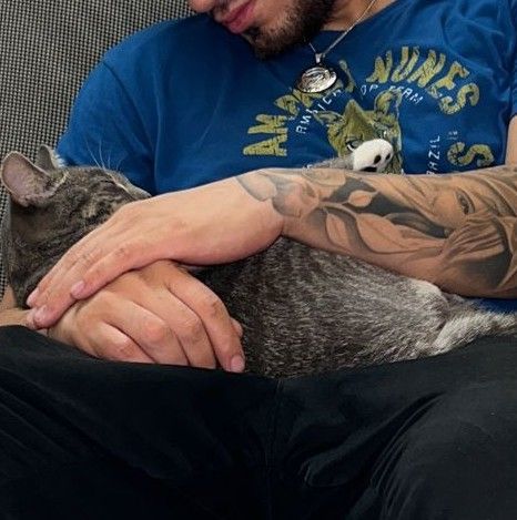 Tyler, a Adopted Tabby in New York, NY image 4/5