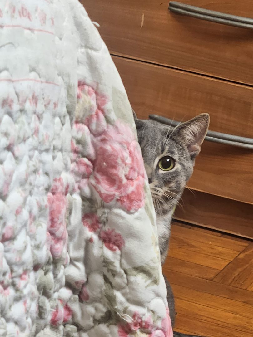 Tyler, a Adopted Tabby in New York, NY image 5/5