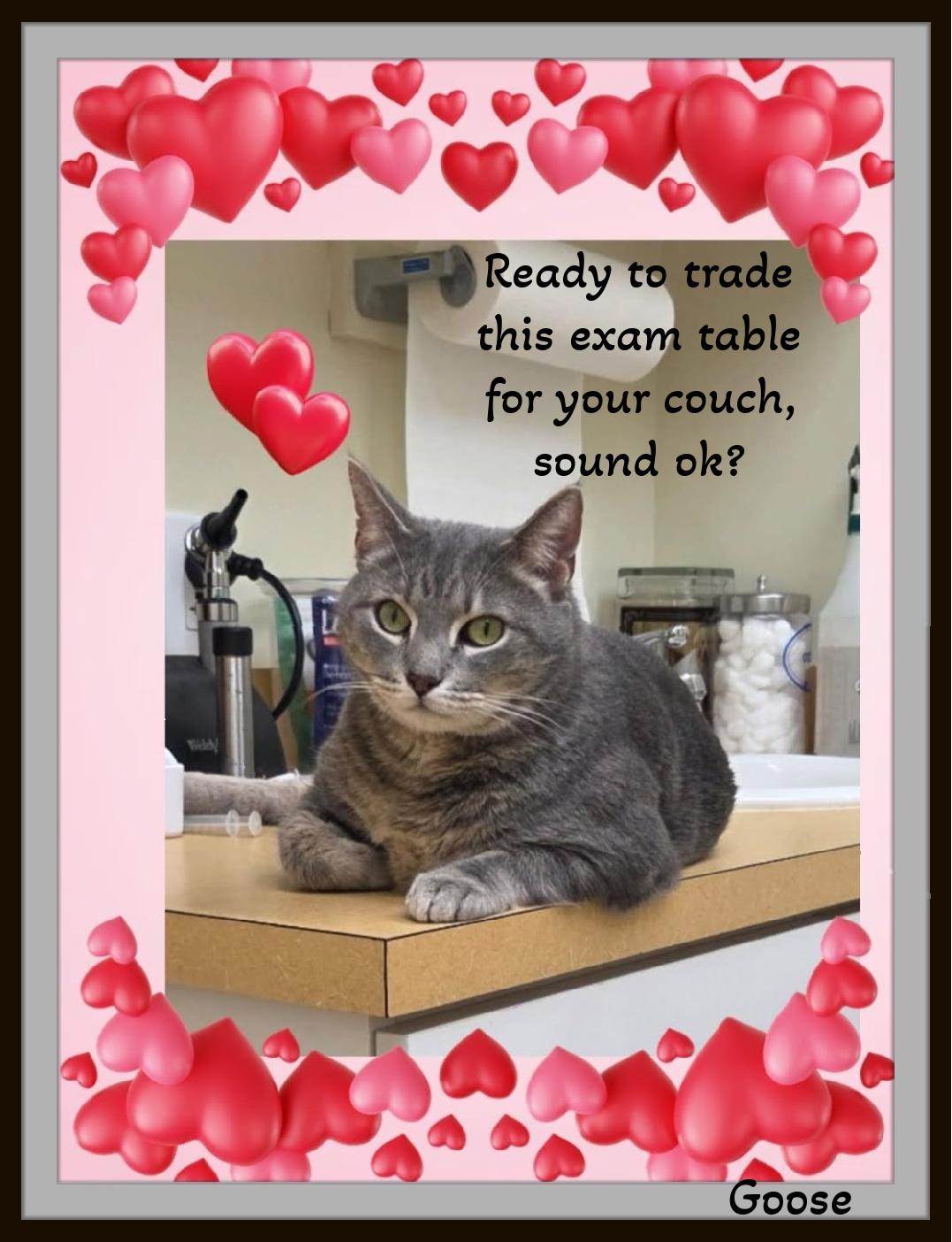 An old soul wrapped in soft tabby stripes! Very affectionate, that's Goose!, ADOPTABLE, Young Male Domestic Short Hair.