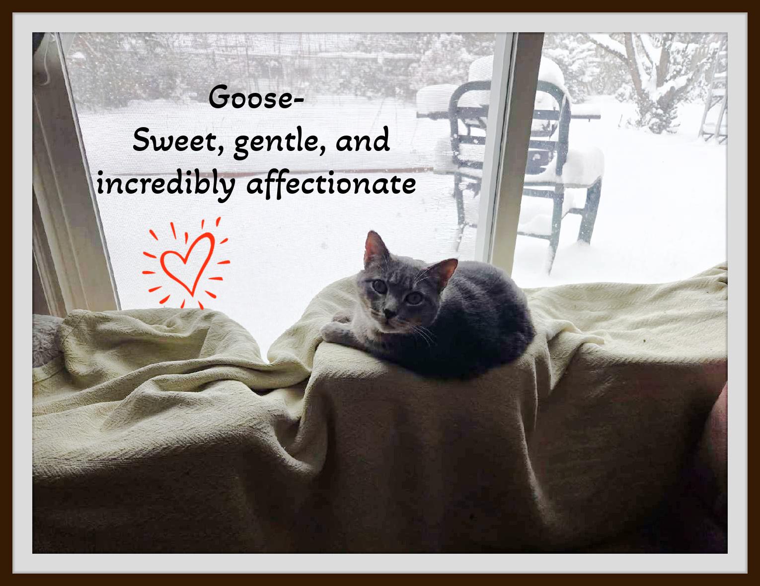 Enlarge An old soul wrapped in soft tabby stripes! Very affectionate, that's Goose!, a ADOPTABLE Domestic Short Hair in Winston Salem, NC image 4/4