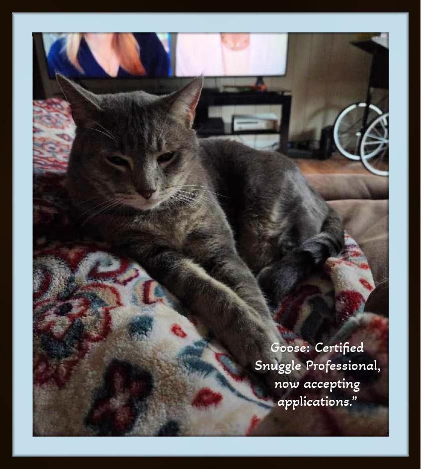 Enlarge An old soul wrapped in soft tabby stripes! Very affectionate, that's Goose!, a ADOPTABLE Domestic Short Hair in Winston Salem, NC image 2/4