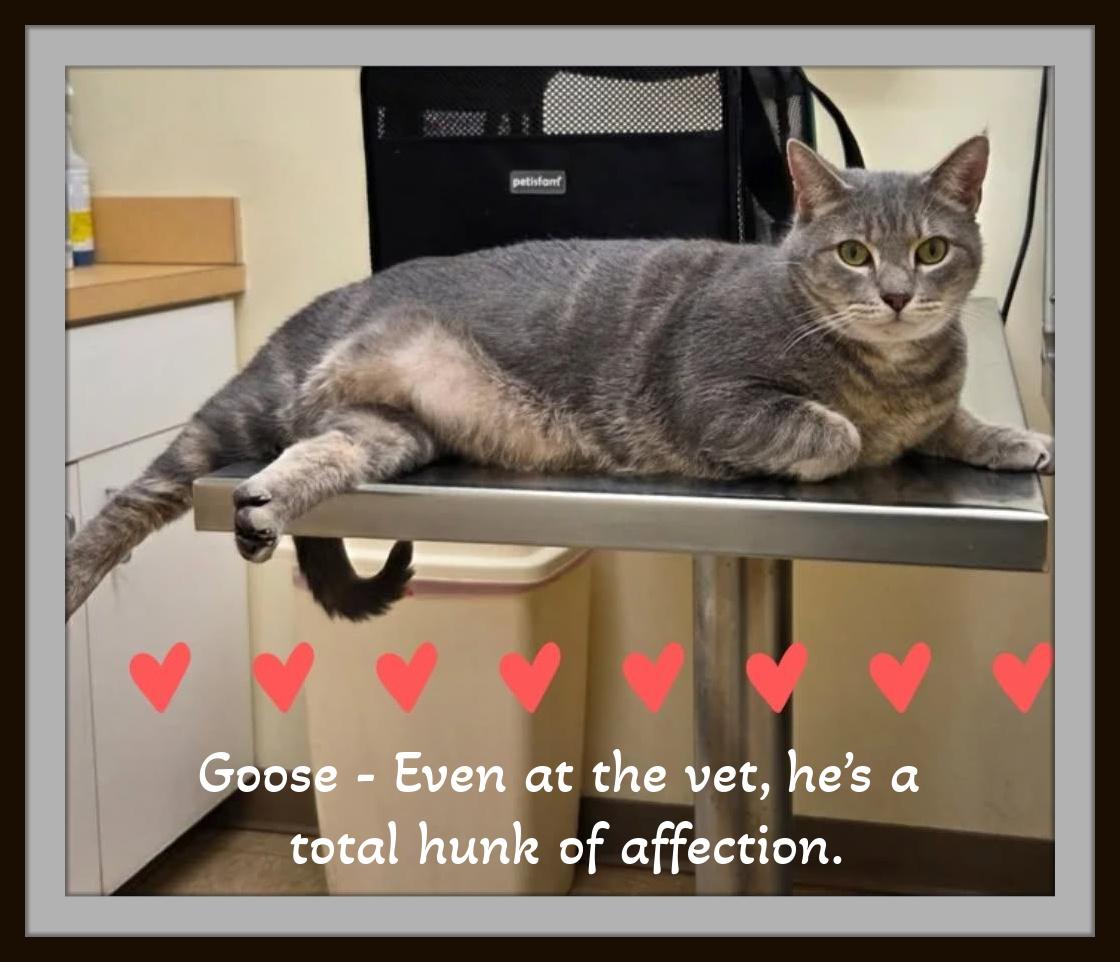 Enlarge An old soul wrapped in soft tabby stripes! Very affectionate, that's Goose!, a ADOPTABLE Domestic Short Hair in Winston Salem, NC image 3/4