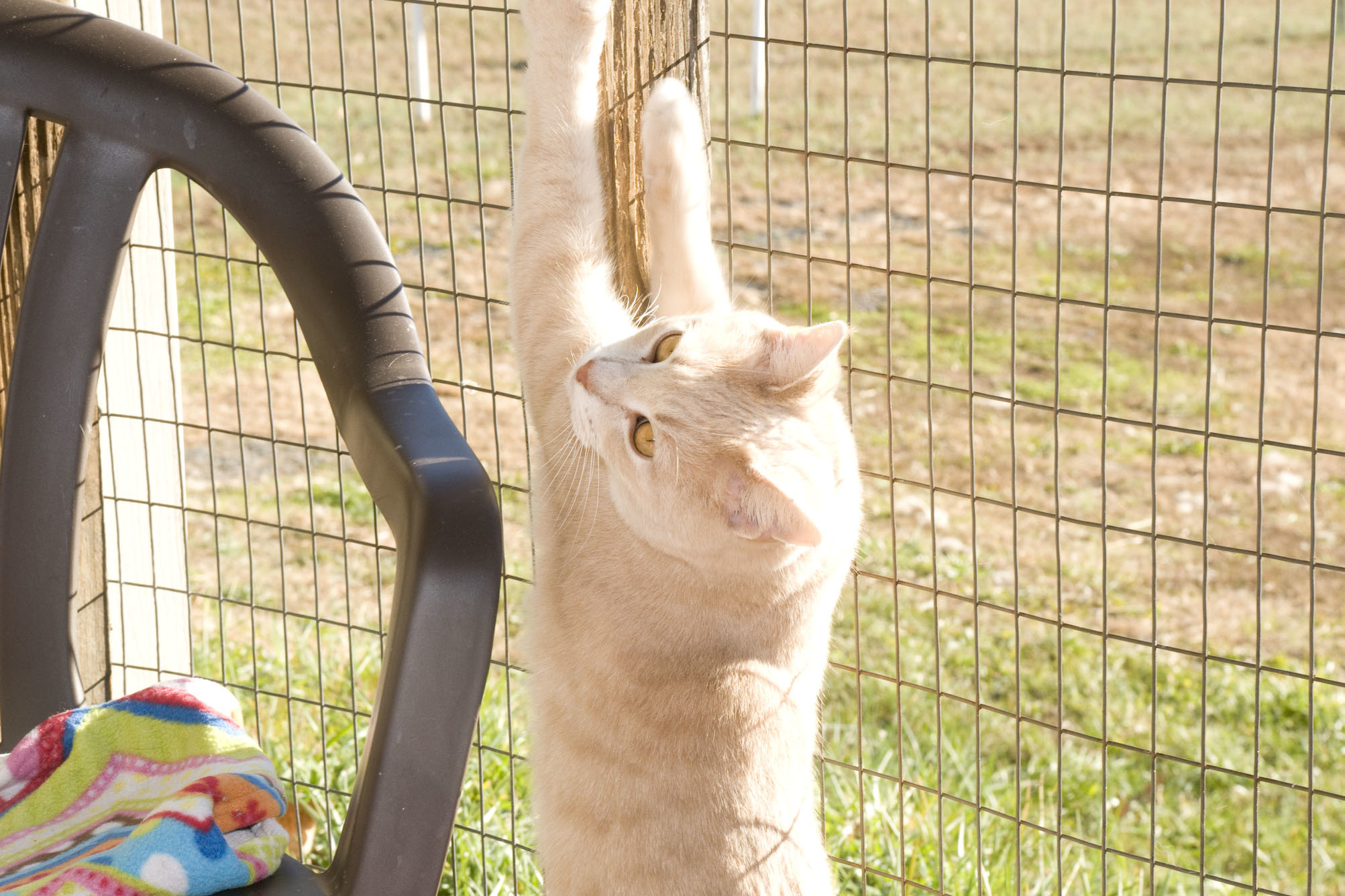 Poco, a Adoptable Domestic Short Hair in Palmyra, VA image 4/6
