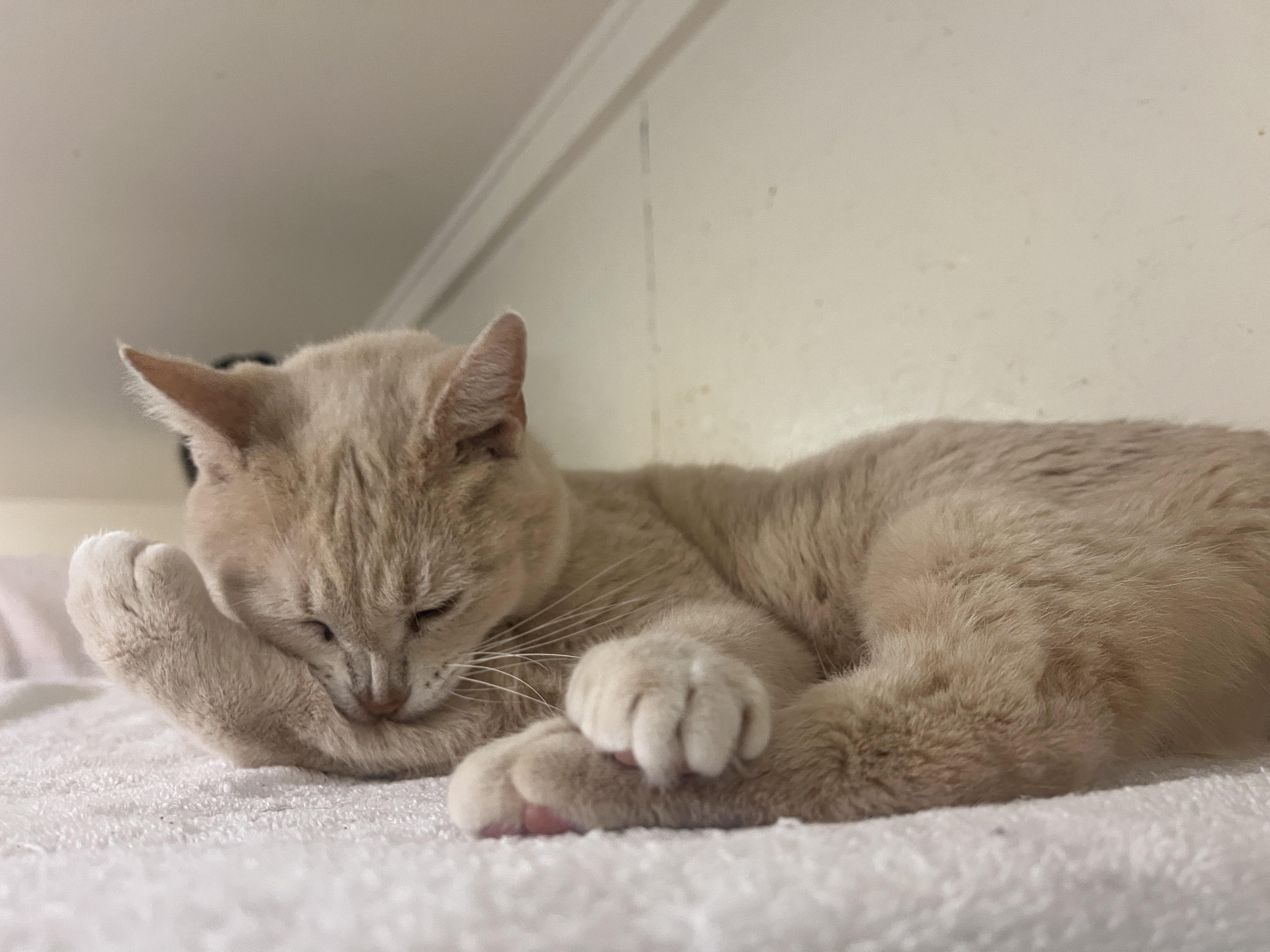 Poco, a Adoptable Domestic Short Hair in Palmyra, VA image 6/6