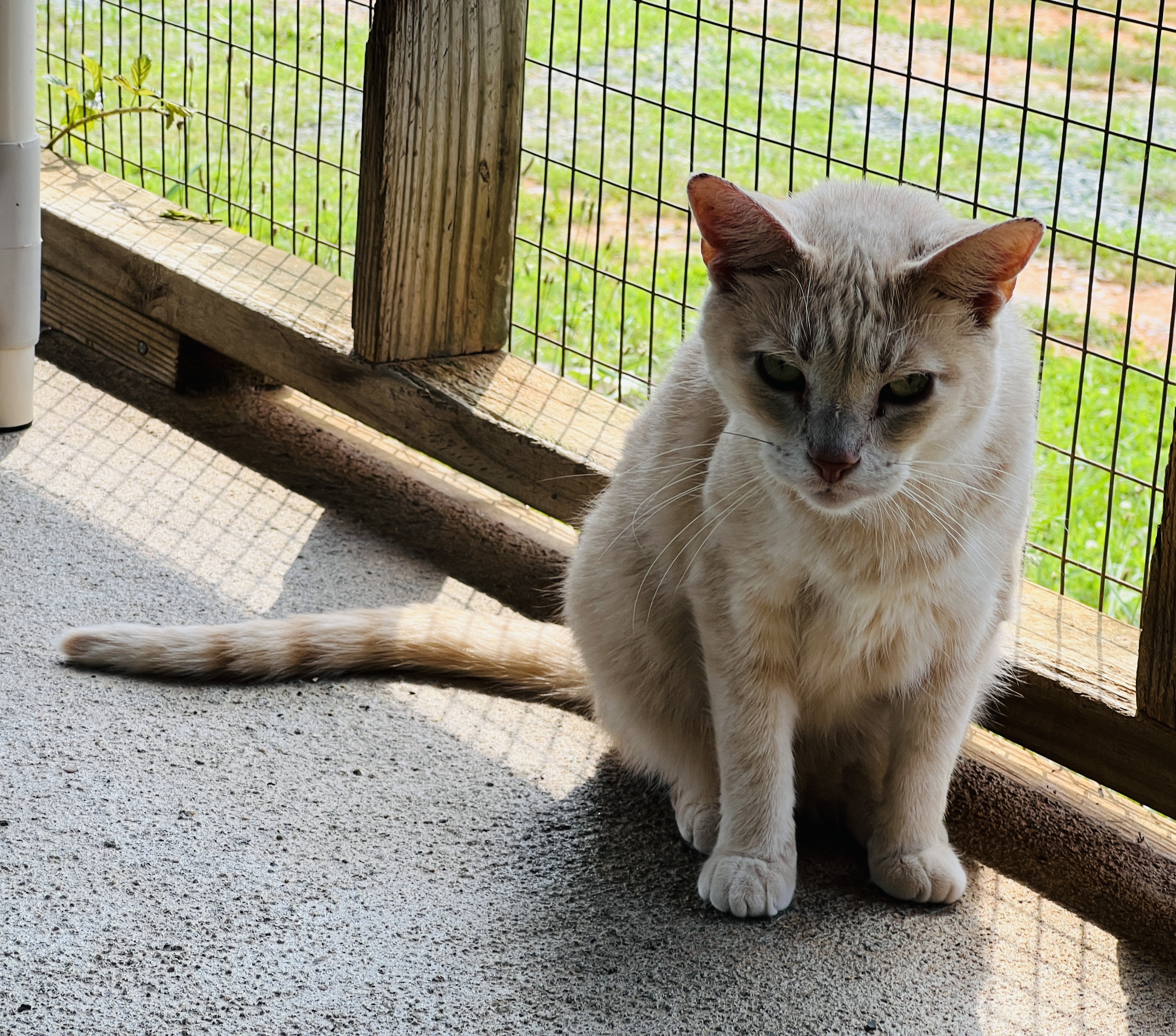 Poco, a Adoptable Domestic Short Hair in Palmyra, VA image 3/6