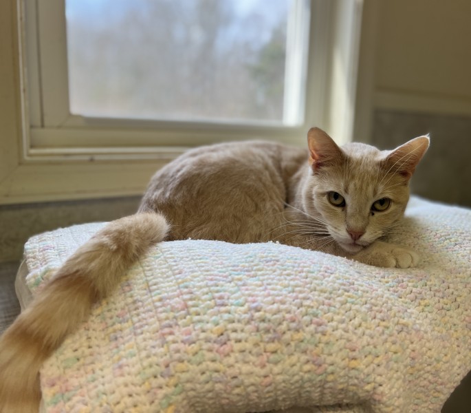 Poco, a Adoptable Domestic Short Hair in Palmyra, VA image 2/6