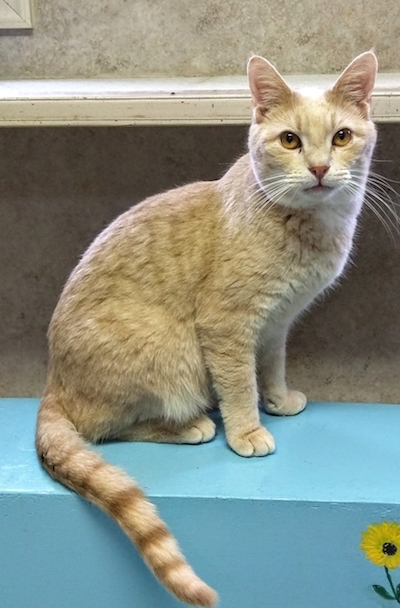 Poco, a Adoptable Domestic Short Hair in Palmyra, VA image 5/6