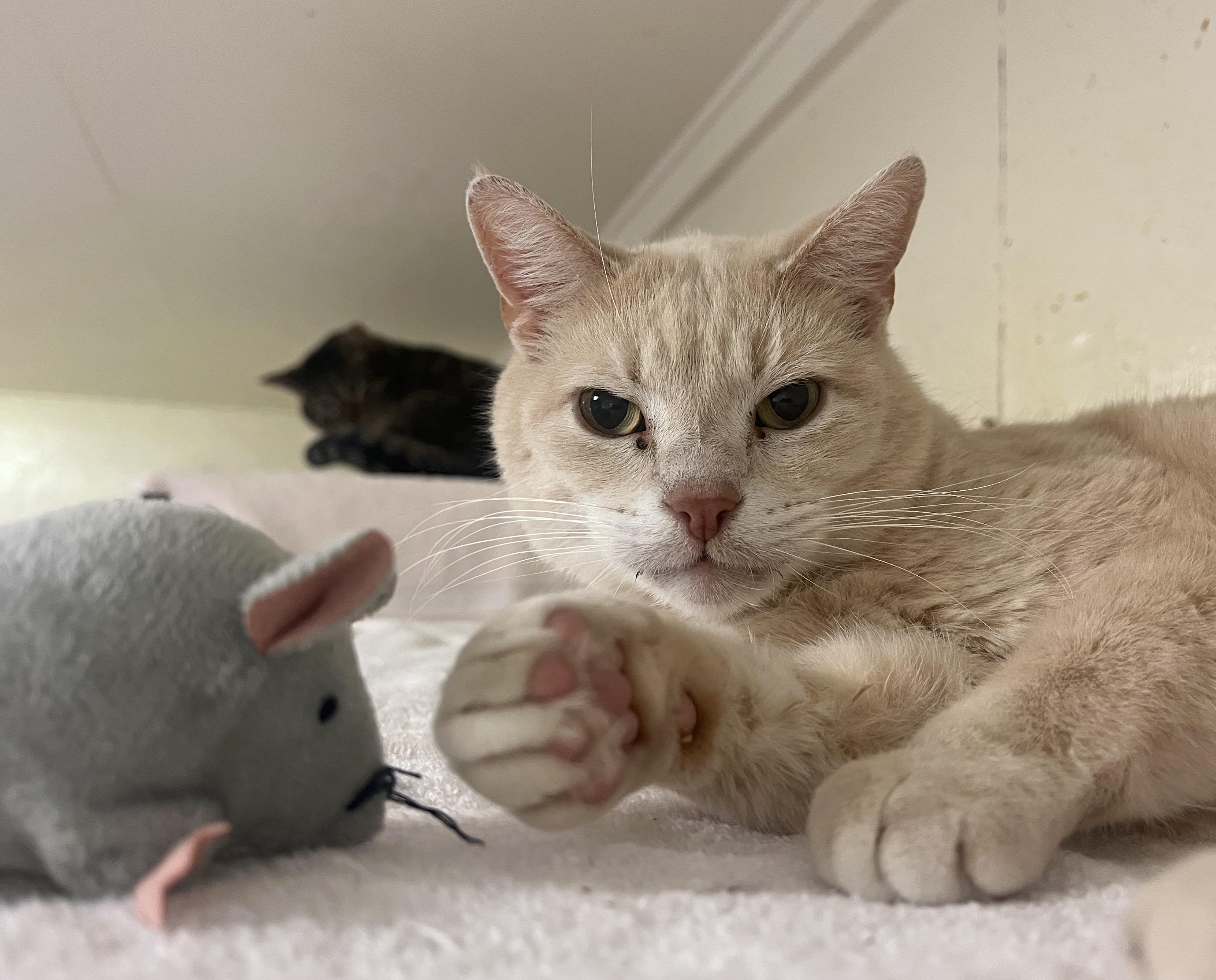 Poco, a Adoptable Domestic Short Hair in Palmyra, VA image 1/6