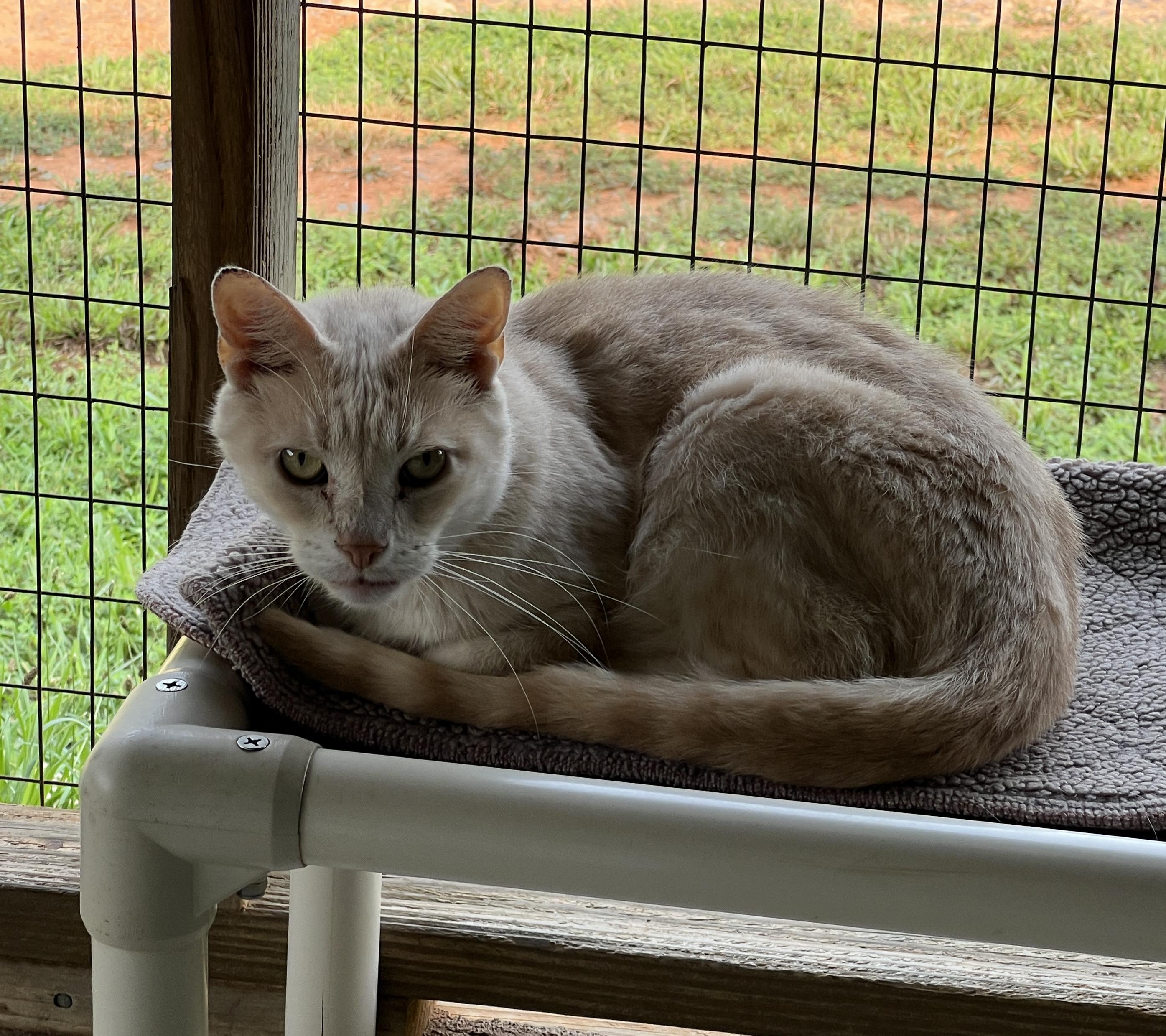 Enlarge Poco, a Adoptable Domestic Short Hair in Palmyra, VA image 6/6