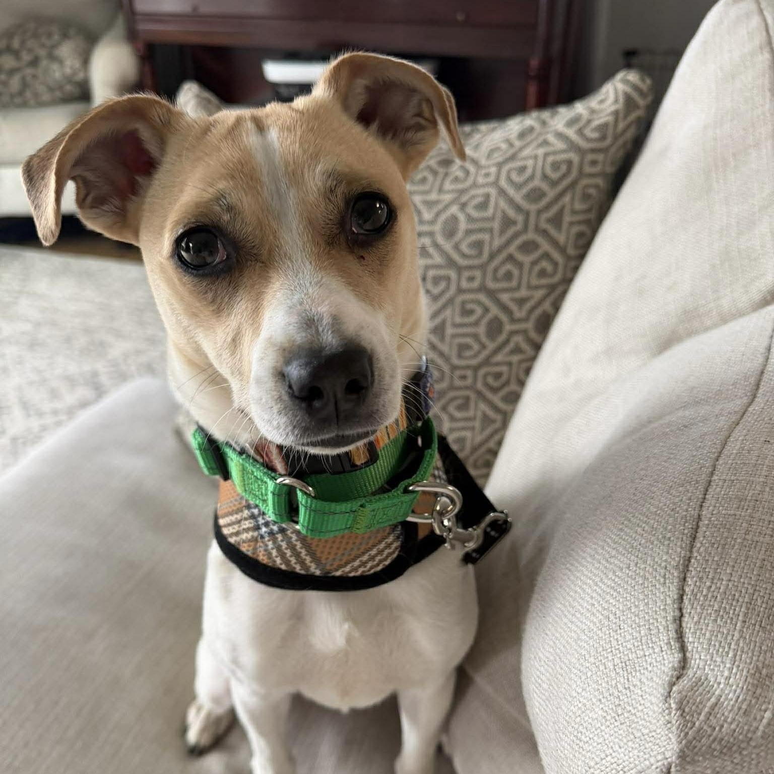 Enlarge Yoda, a Adoptable mixed breed in Verona, NJ image 3/3