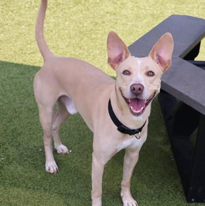 Intowne, adopted, Young Male Mixed Breed.