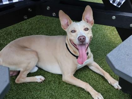 Intowne, an adopted Mixed Breed in Athens, GA image 3/3