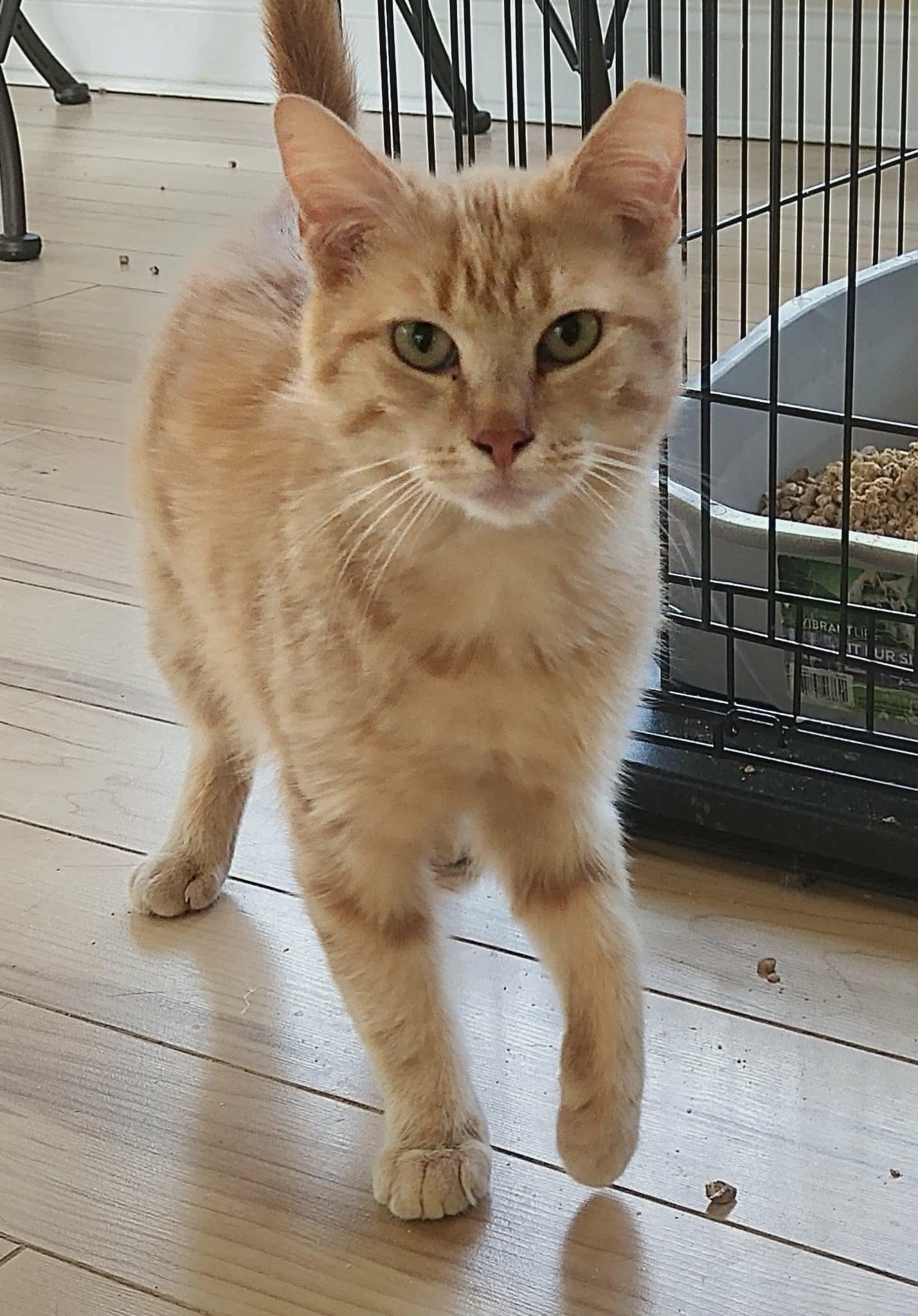 Rusty, Adoptable, Young Male Domestic Short Hair.