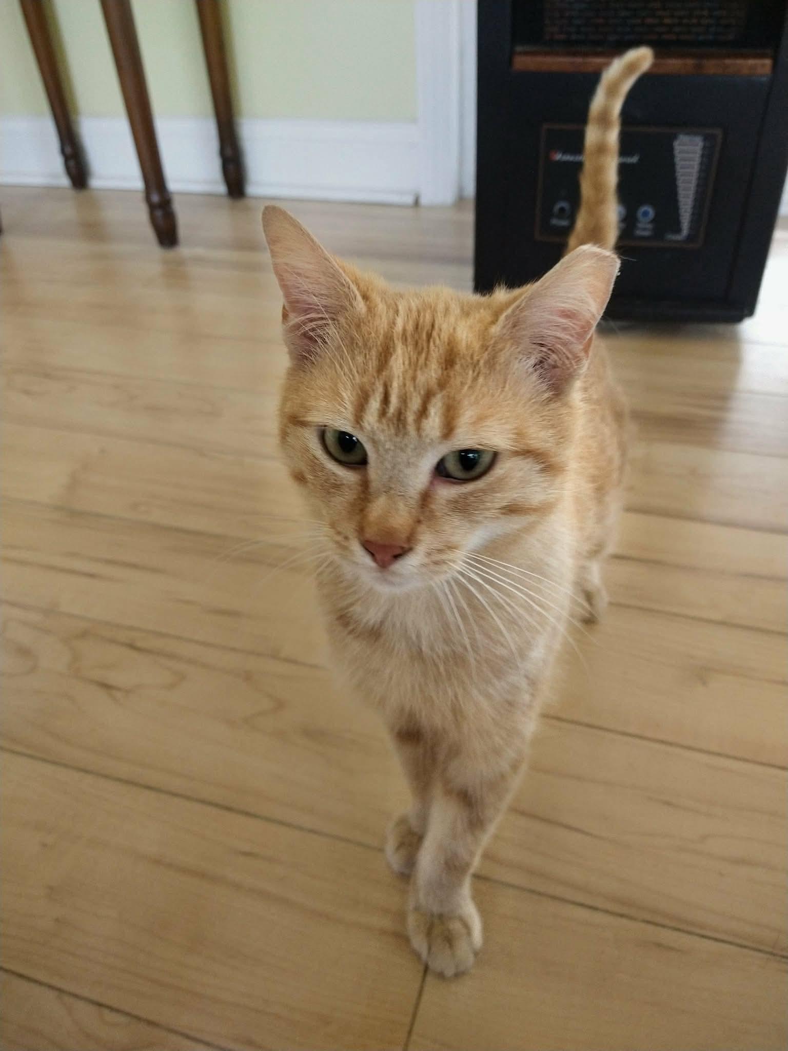 Enlarge Rusty, a Adoptable Domestic Short Hair in Oakboro , NC image 2/3