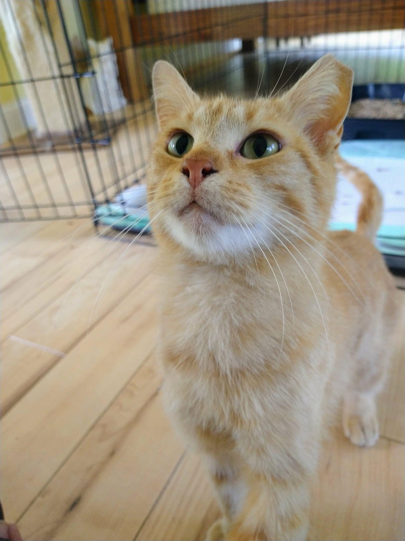 Enlarge Rusty, a Adoptable Domestic Short Hair in Oakboro , NC image 3/3
