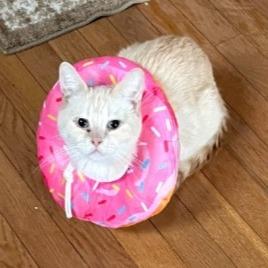 Enlarge Peaches, a Adoptable Domestic Short Hair in Pittsburgh, PA image 1/4