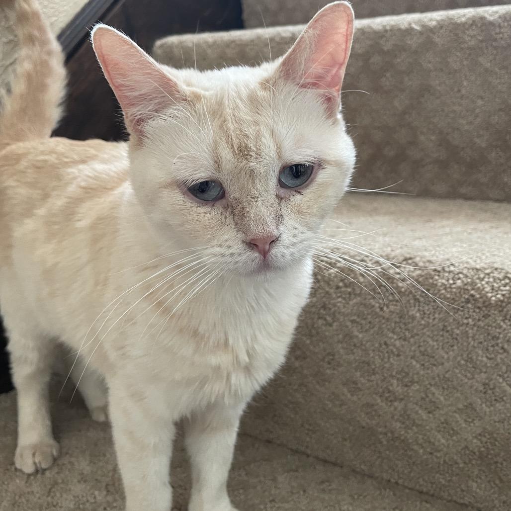 Enlarge Peaches, a Adoptable Domestic Short Hair in Pittsburgh, PA image 2/4