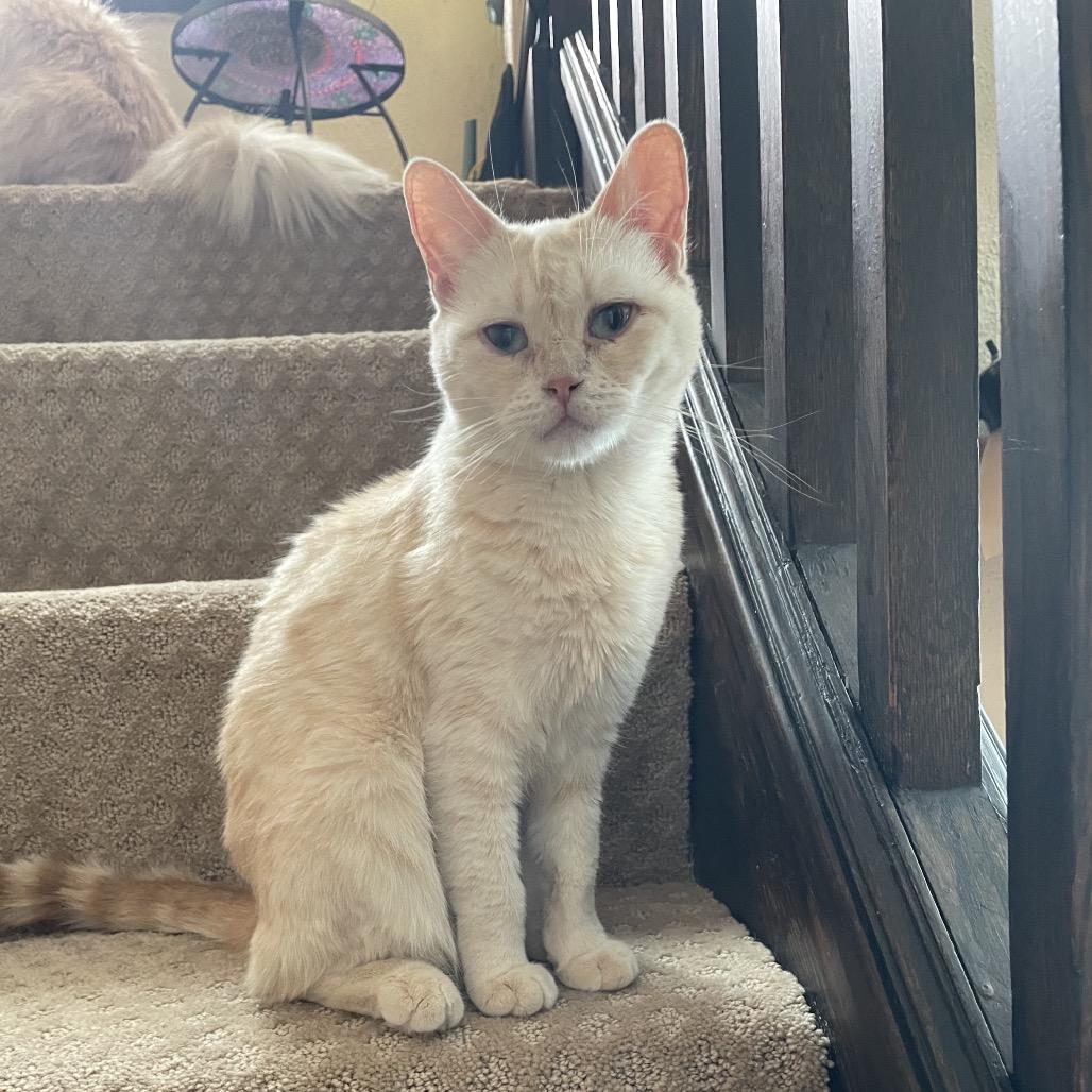 Enlarge Peaches, a Adoptable Domestic Short Hair in Pittsburgh, PA image 4/4