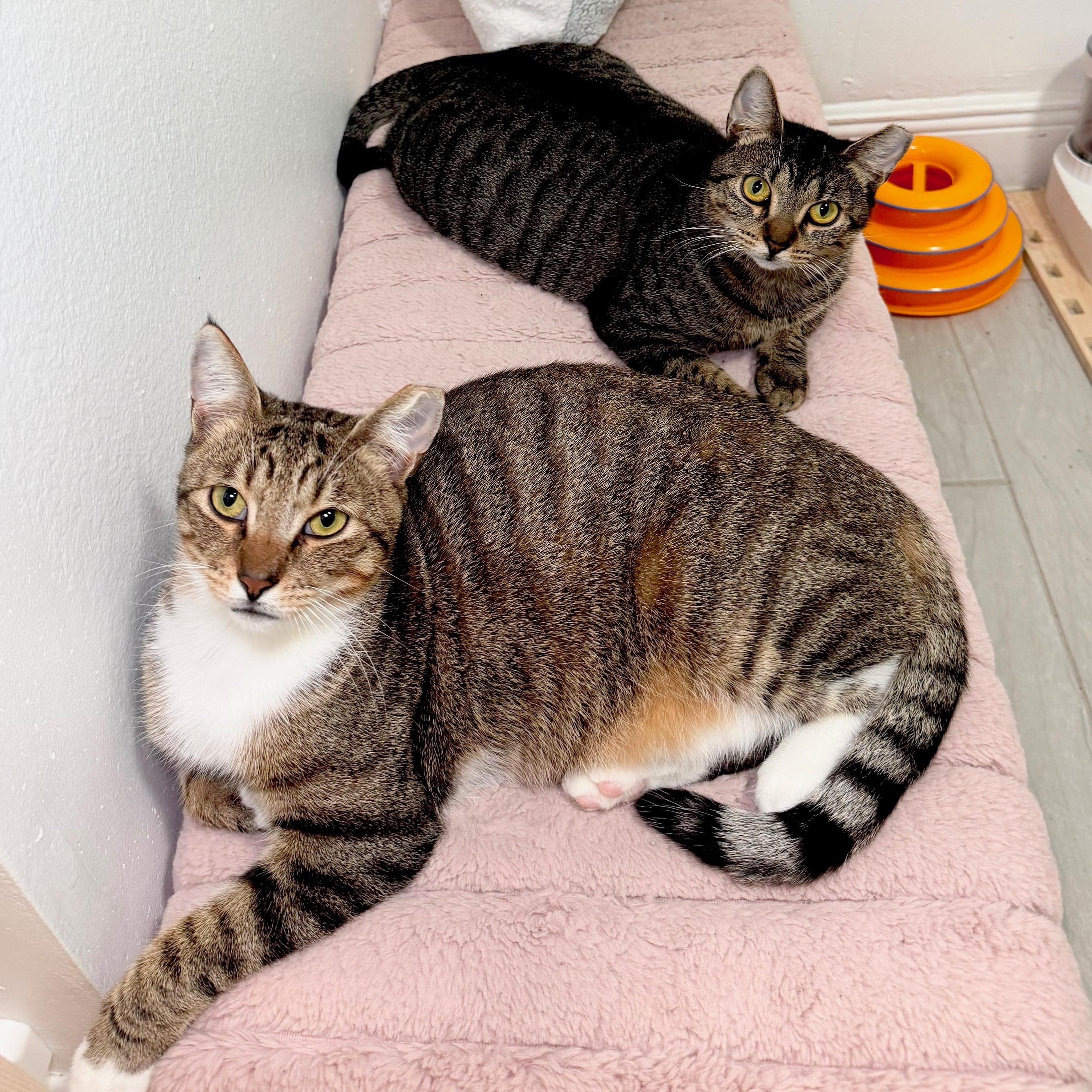Boots and Tiny, Adoptable, Adult Male Domestic Short Hair.