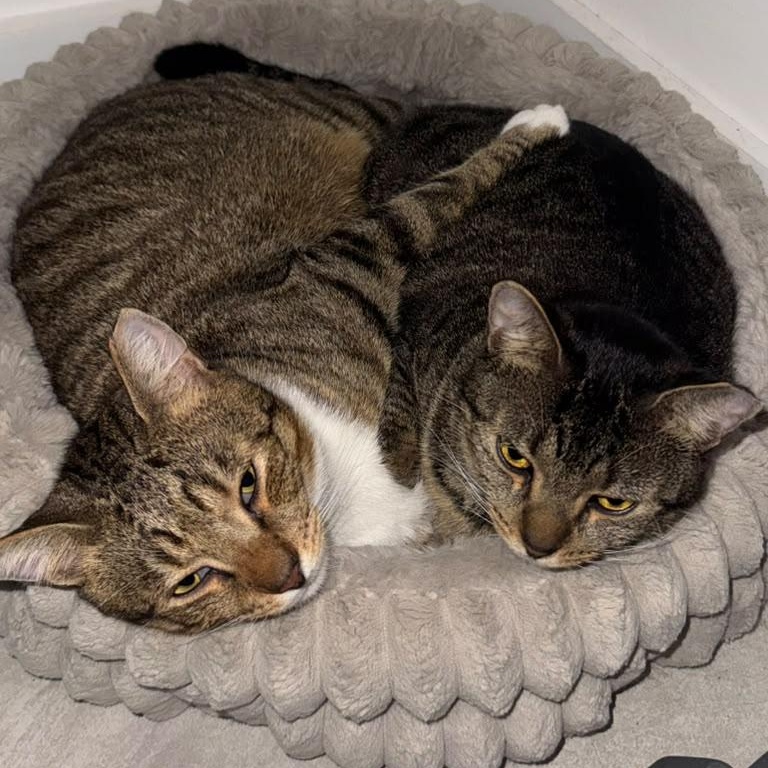 Enlarge Boots and Tiny, a Adoptable Domestic Short Hair in Portsmouth, NH image 2/6