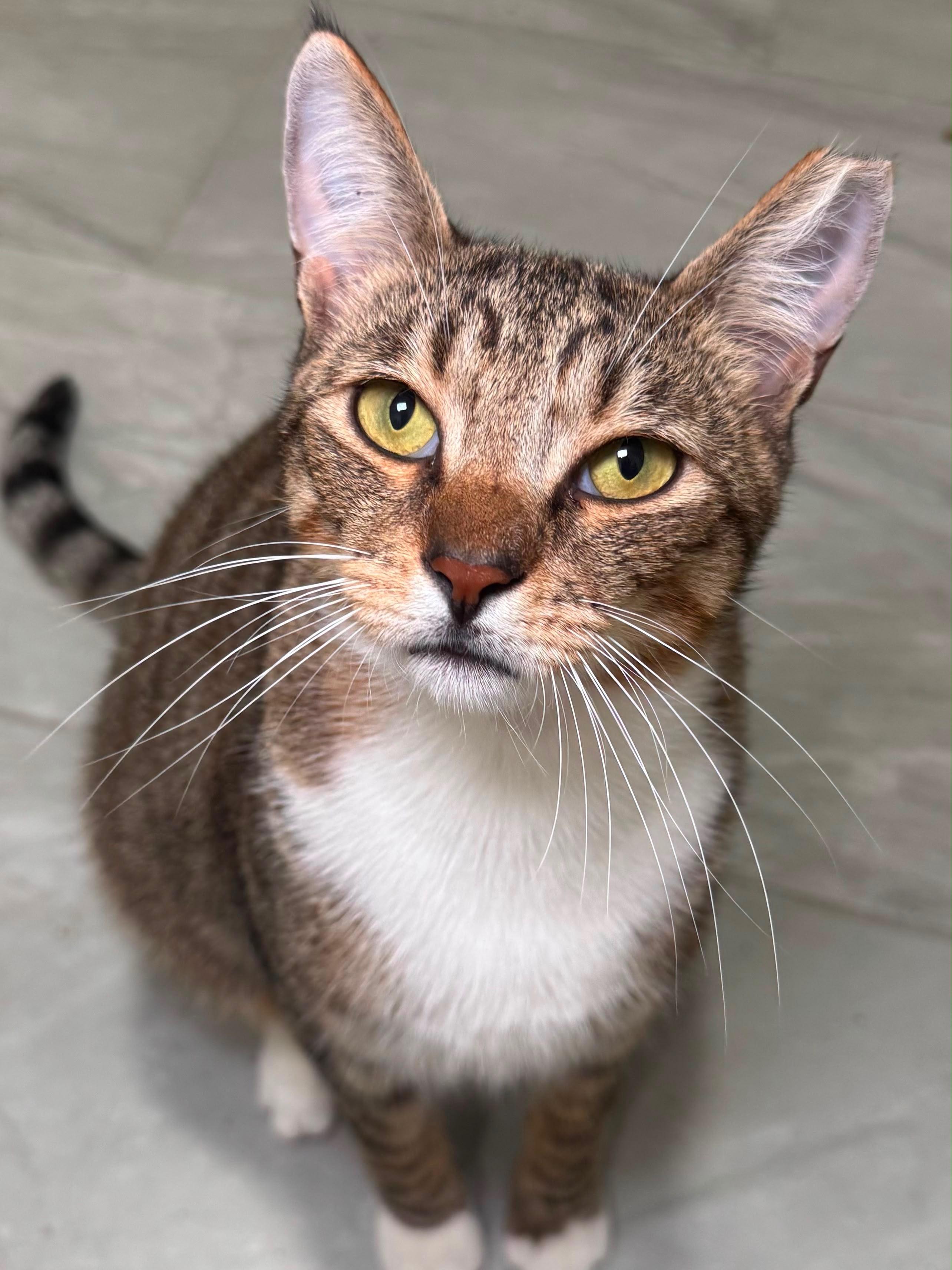 Enlarge Boots and Tiny, a Adoptable Domestic Short Hair in Portsmouth, NH image 4/6