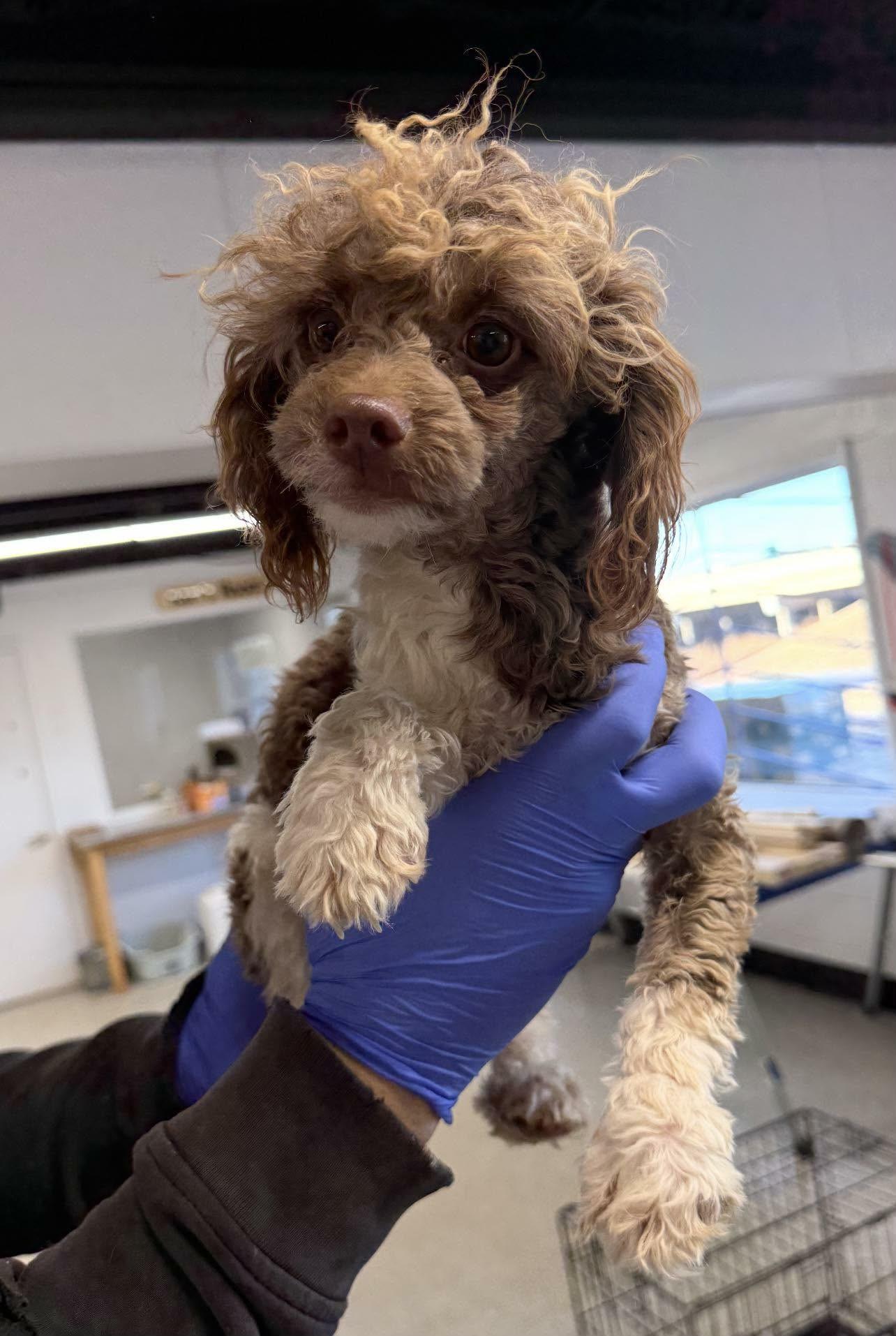 Dill, ADOPTABLE, Puppy Male Poodle (Toy).