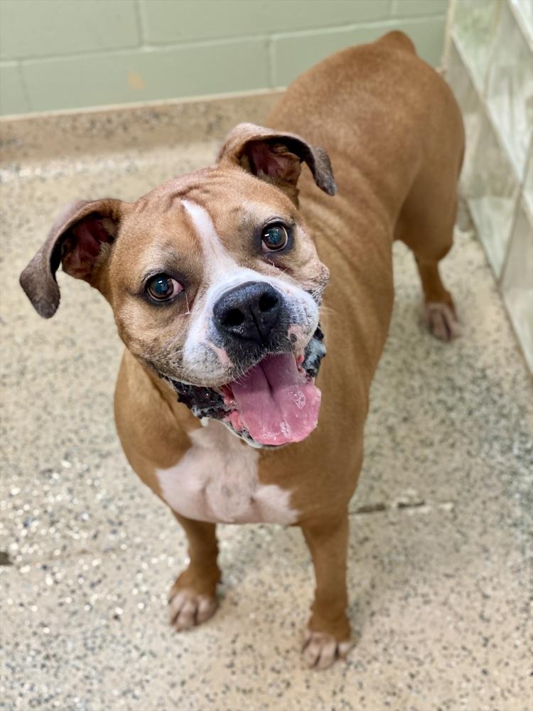 Pepsi, Adoptable, Adult Female Boxer.