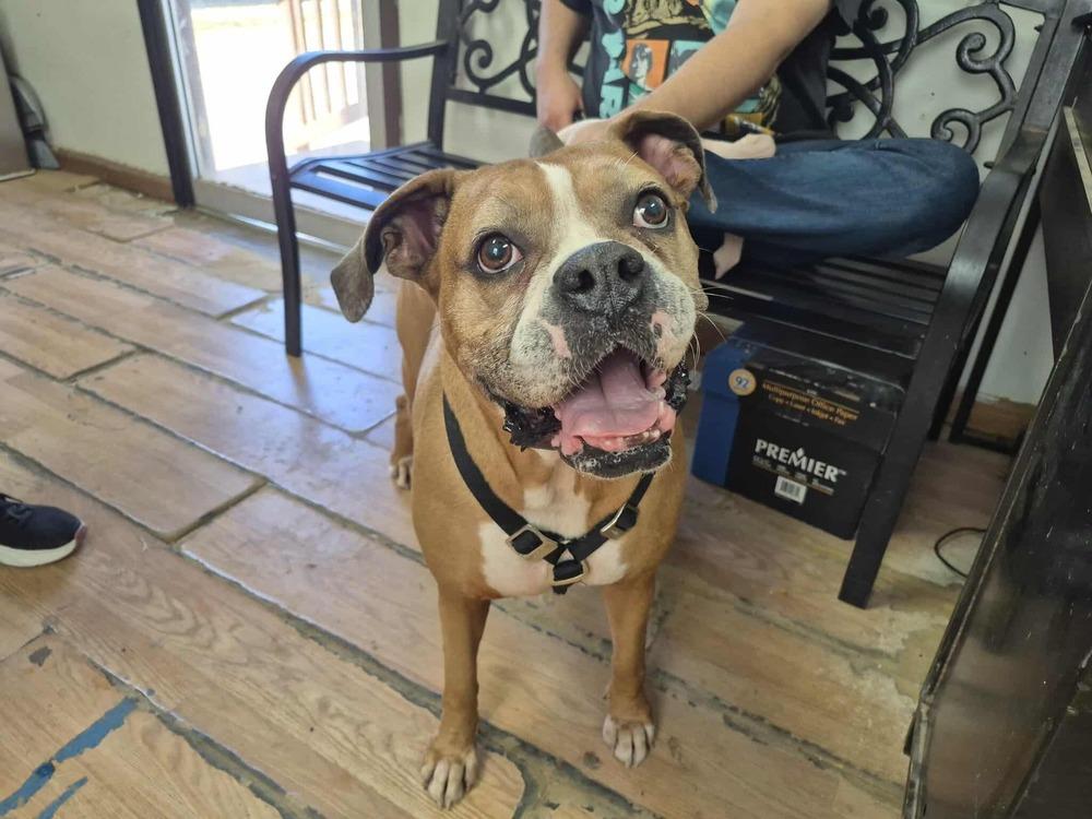 Pepsi, a Adoptable Boxer in Hewitt, TX image 2/6