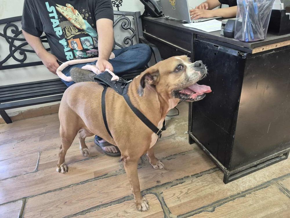 Pepsi, a Adoptable Boxer in Hewitt, TX image 3/6
