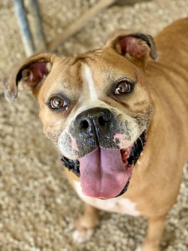 Pepsi, a Adoptable Boxer in Hewitt, TX image 4/6