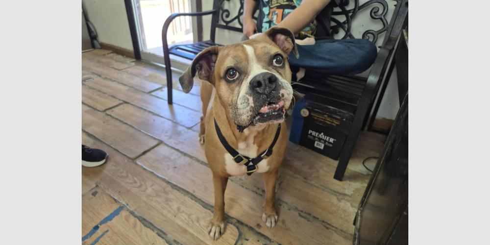 Pepsi, a Adoptable Boxer in Hewitt, TX image 5/6