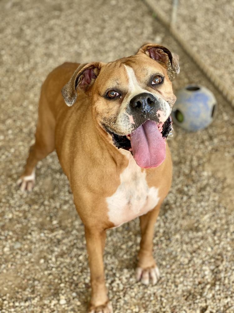 Pepsi, a Adoptable Boxer in Hewitt, TX image 6/6