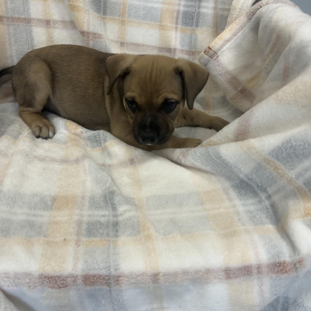 Enlarge Locke "Zuma", a Adoptable Mixed Breed in Huntsville, AL image 1/5