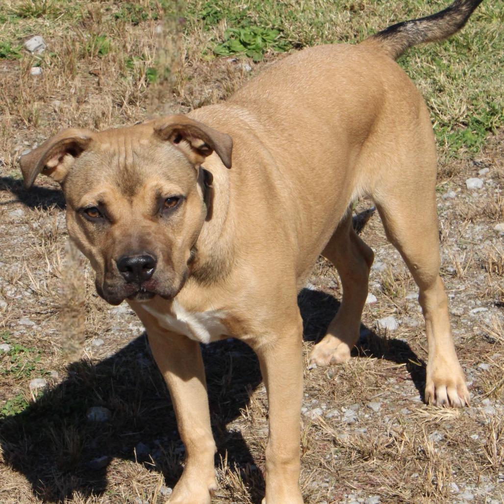 Locke "Zuma", Adoptable, Young Male Mixed Breed.