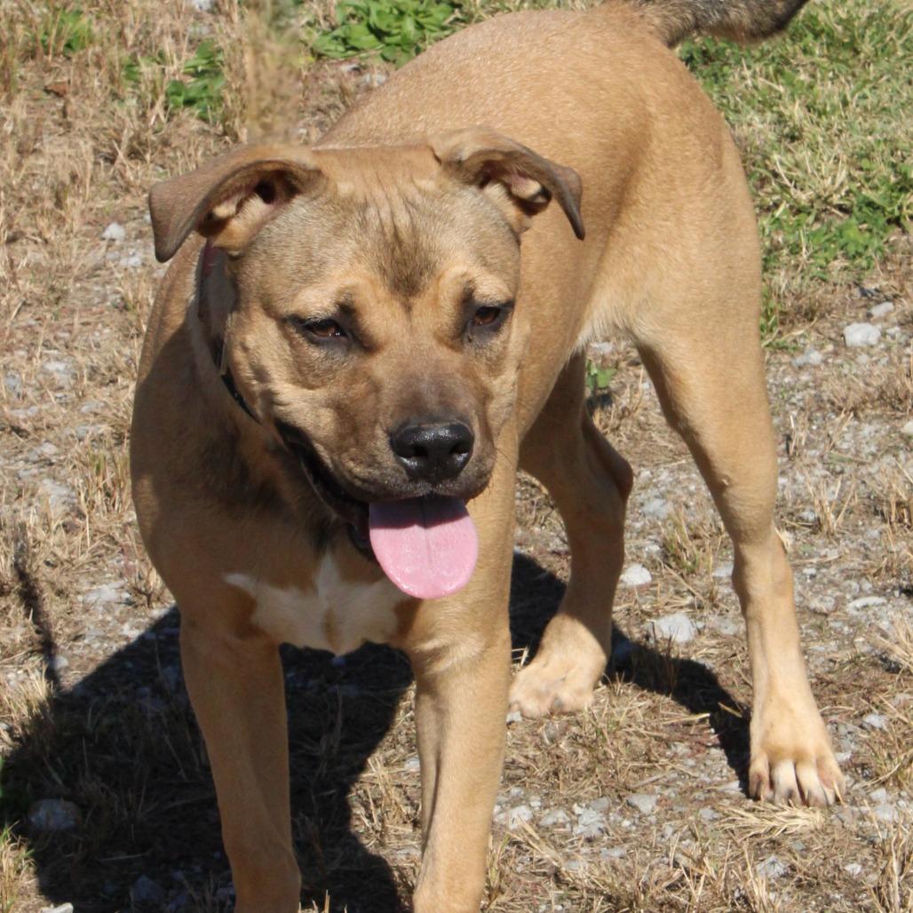 Enlarge Locke "Zuma", a Adoptable Mixed Breed in Huntsville, AL image 3/5