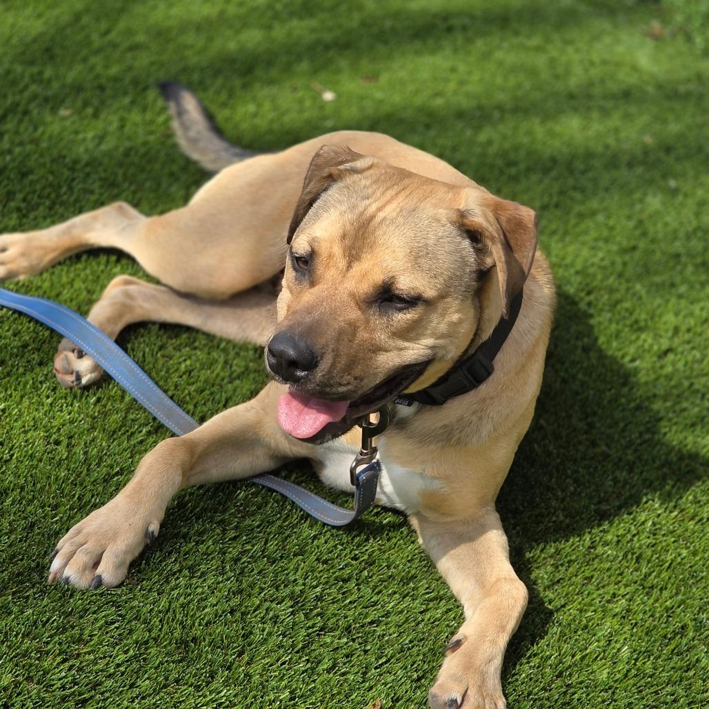 Enlarge Locke "Zuma", a Adoptable Mixed Breed in Huntsville, AL image 4/6