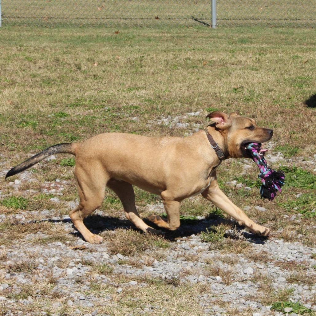 Enlarge Locke "Zuma", a Adoptable Mixed Breed in Huntsville, AL image 5/5