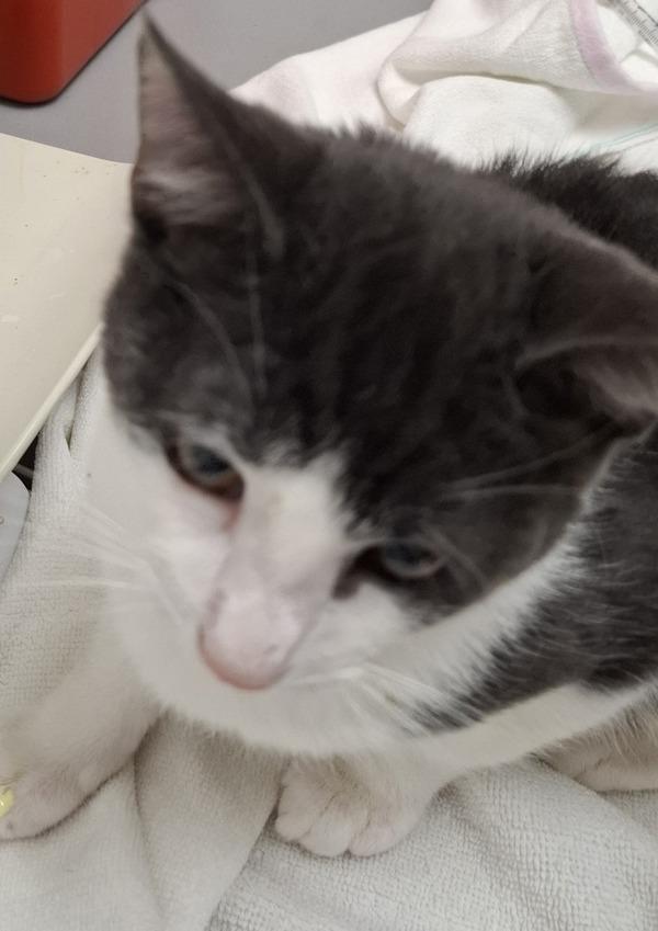 Haven - Bonded W/ Little John, Adoptable, Young Male Domestic Short Hair.