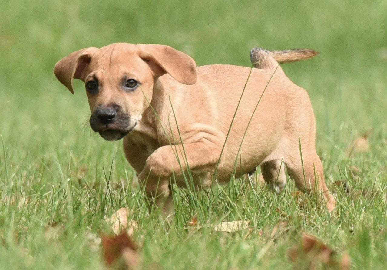 Enlarge Linus, a Adoptable mixed breed in Mechanicsburg, PA image 1/3