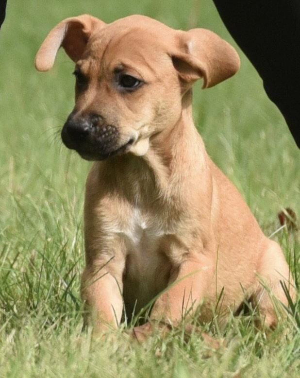 Enlarge Linus, a Adoptable mixed breed in Mechanicsburg, PA image 3/3