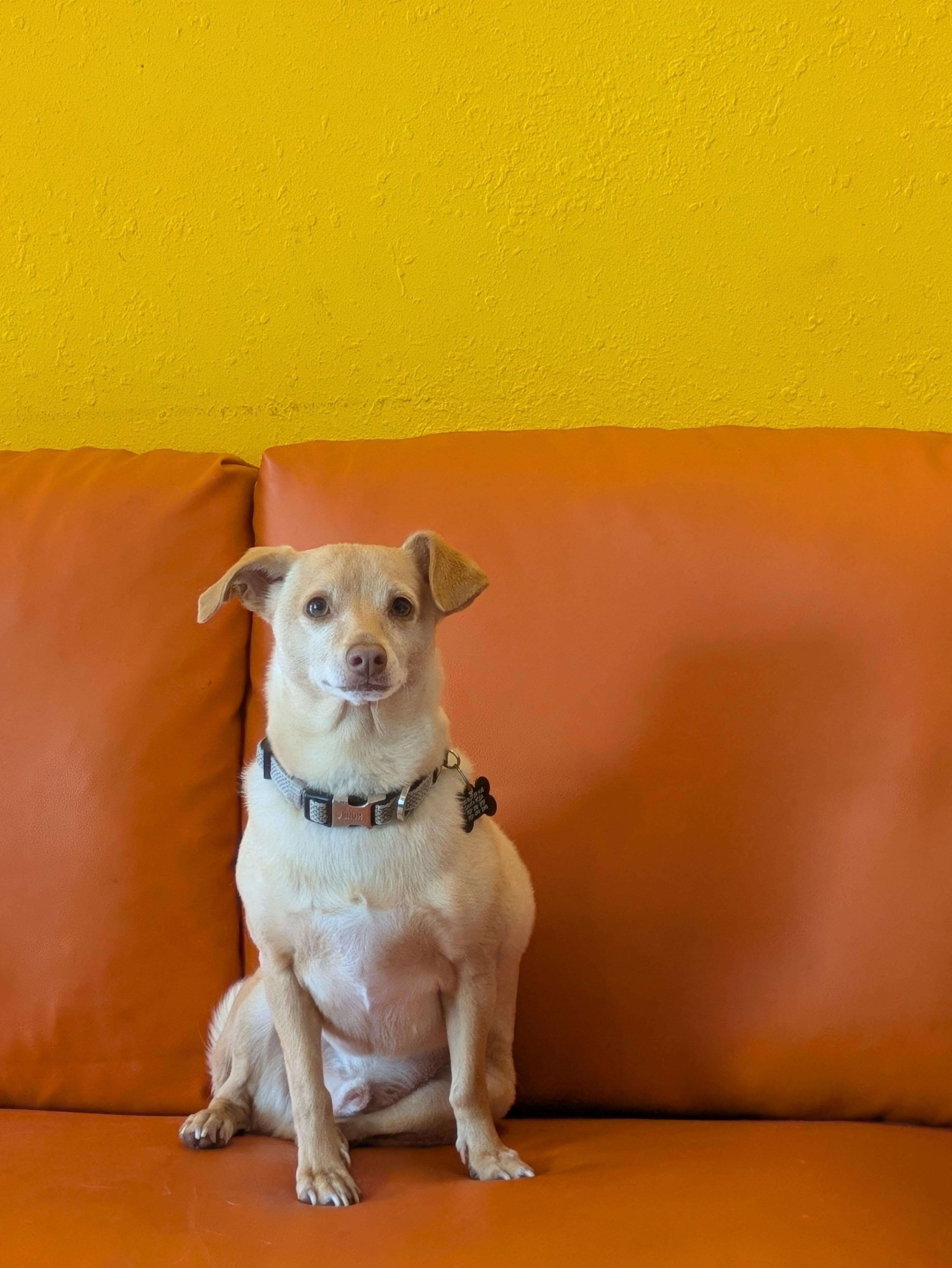 Arthur, an adoptable mixed breed in Santa Rosa, CA image 5/6