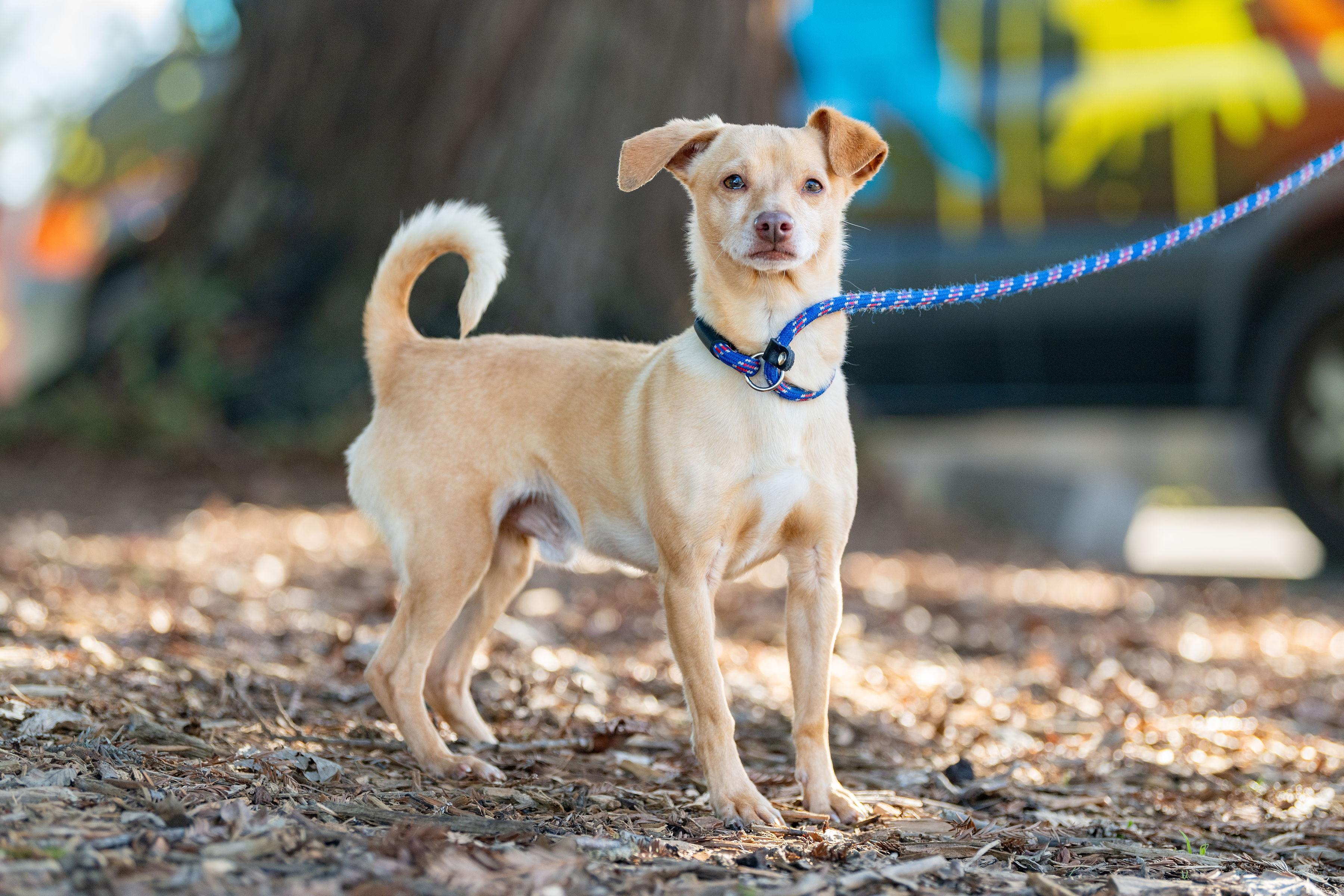 Enlarge Arthur, a ADOPTABLE mixed breed in Santa Rosa, CA image 2/4