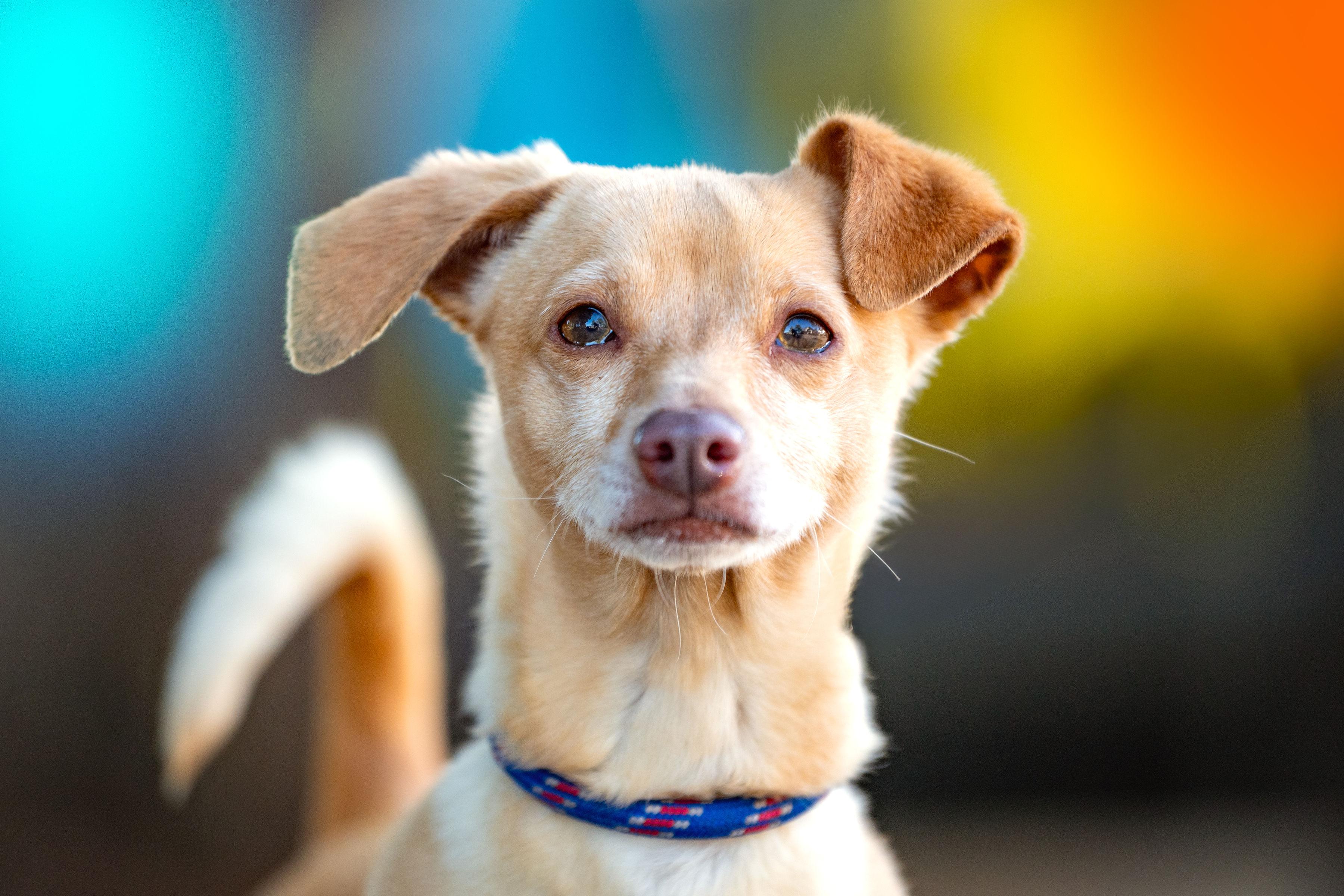 Enlarge Arthur, a ADOPTABLE mixed breed in Santa Rosa, CA image 1/4