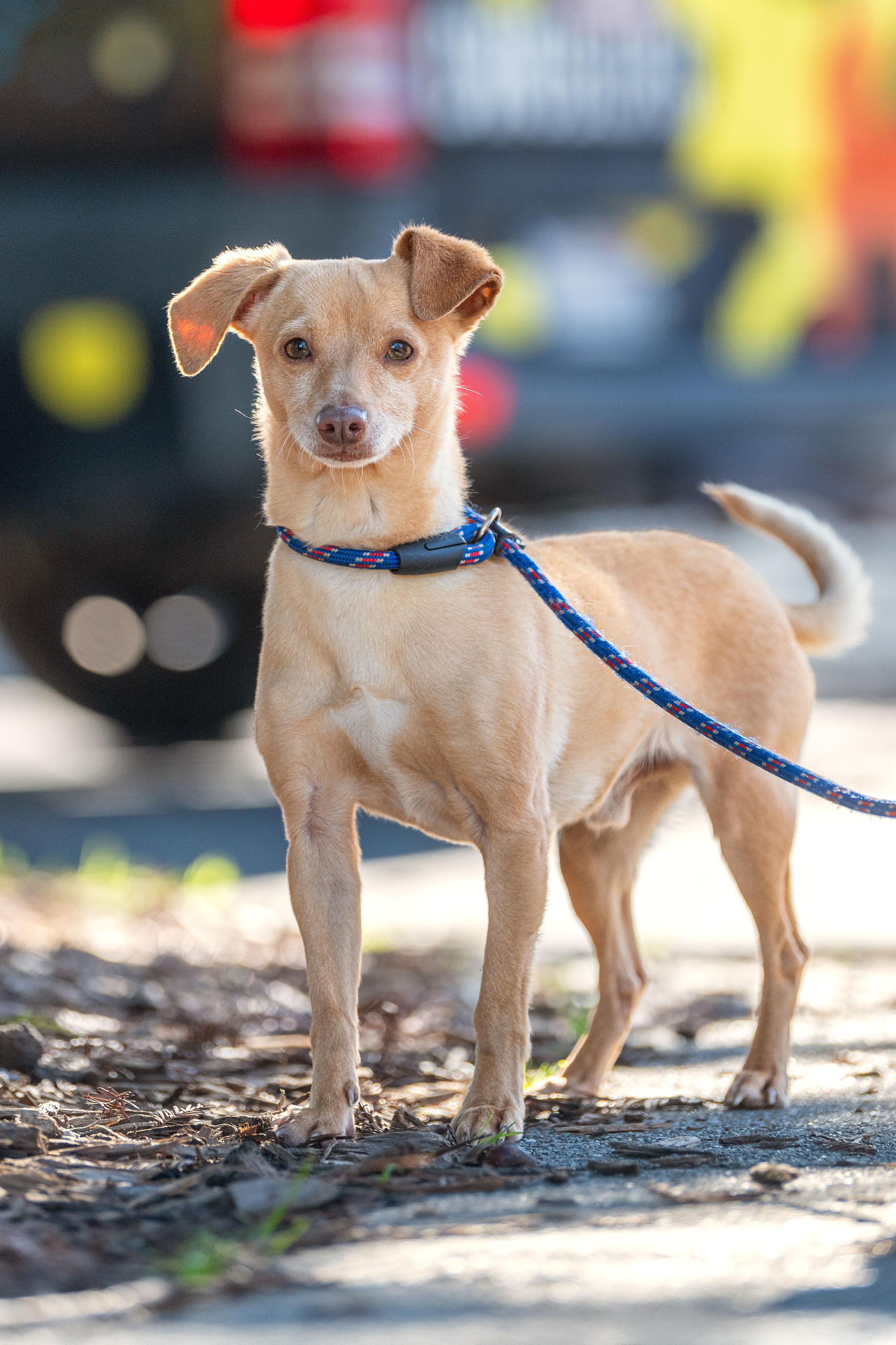 Enlarge Arthur, a ADOPTABLE mixed breed in Santa Rosa, CA image 4/4