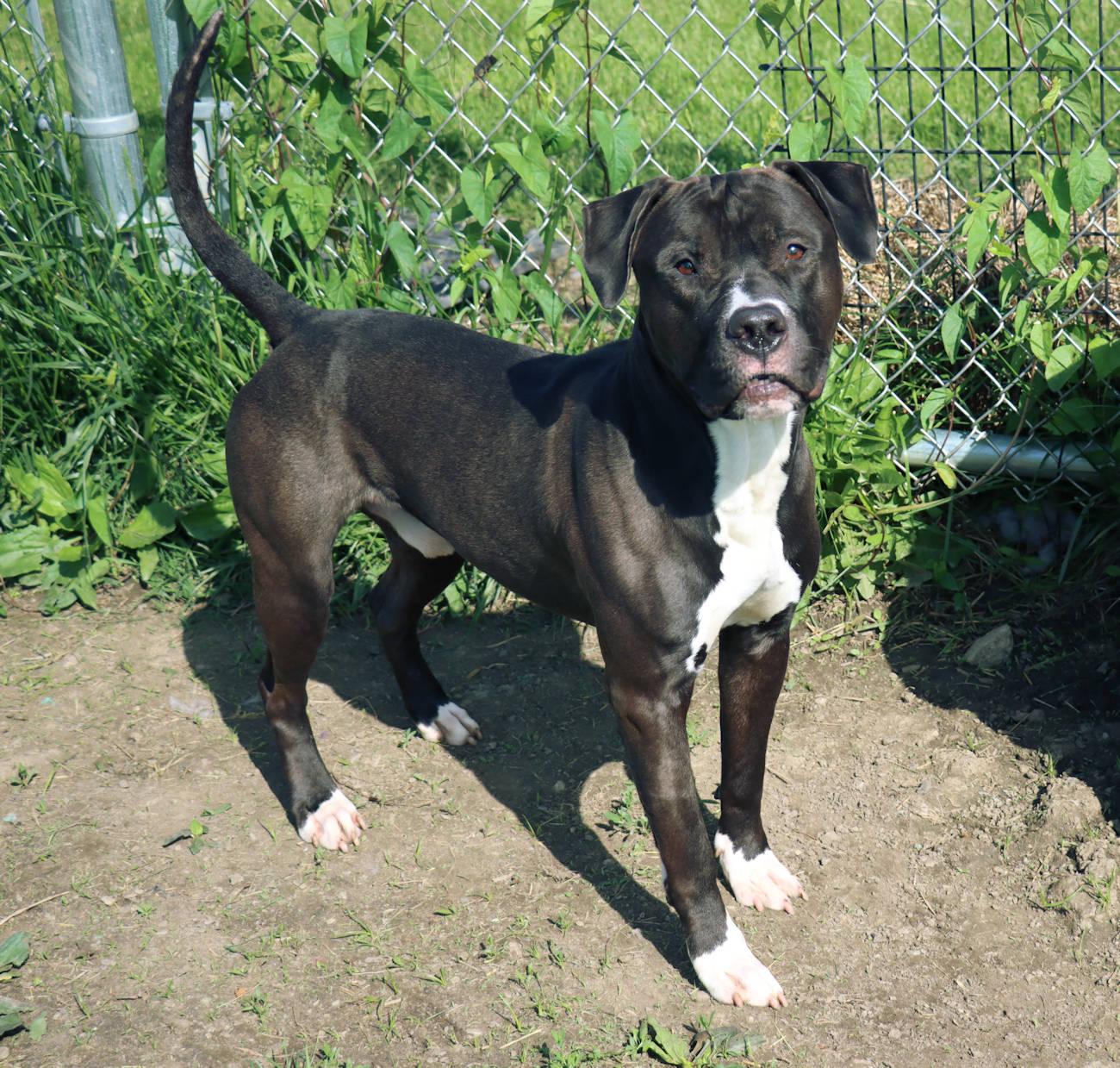 Enlarge Chase, a Adoptable mixed breed in Euclid, OH image 2/6