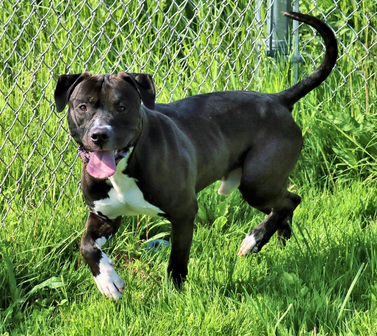 Enlarge Chase, a Adoptable mixed breed in Euclid, OH image 3/6