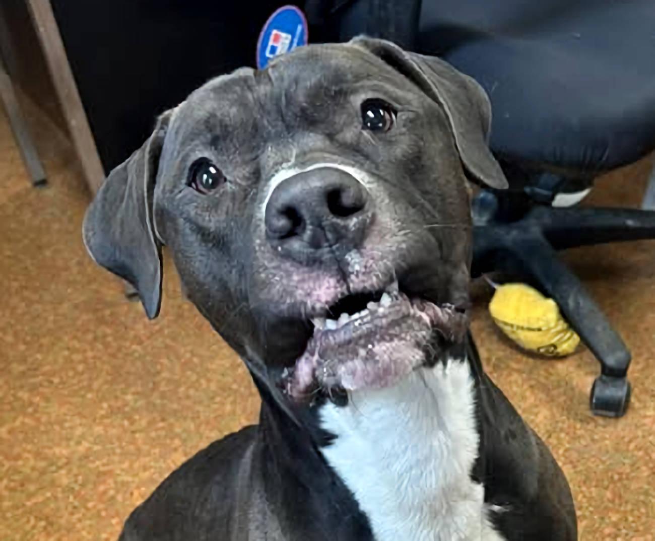 Enlarge Chase, a Adoptable mixed breed in Euclid, OH image 1/6